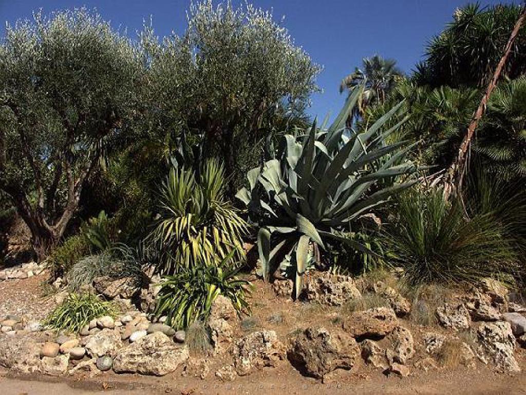 183 D35 PARC OLBIUS RIQUIER A HYERES_000019.jpg